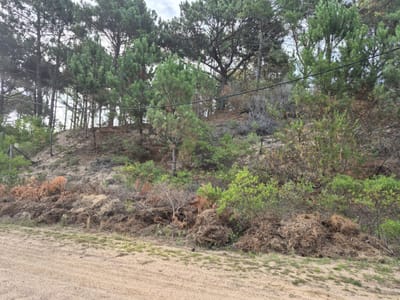 Lote chihuahua