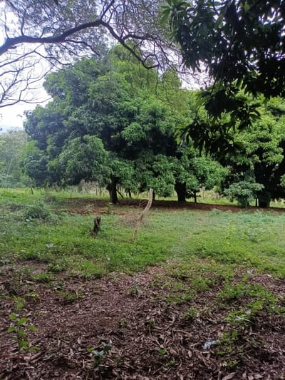 vendo terreno de 1 hectarea en caacupe cerro real