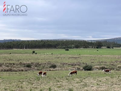 Campo de 22 has 6862 m2 cerca de Punta del Este