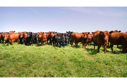 Finca Agrícola - Venta - Arroyos Y Esteros, Paraguay