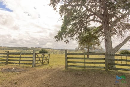 Estancia de 882 Has, campo mixto Ganadero - Forestal muy bien ubicado