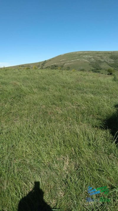 Linda fracción de campo ganadero con aptitud forestal