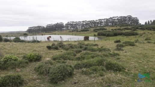 Campo en venta
