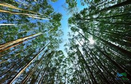Campo Forestales Varios