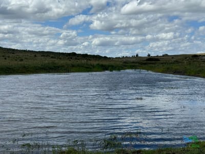 En venta chacra 20 hectareas con Olivos en Ruta 9 cerca de Pan de Azúcar.