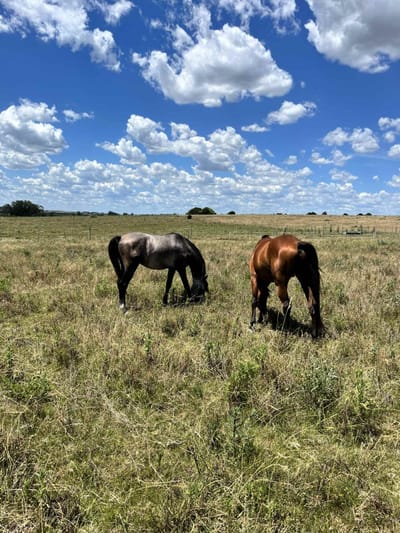 Campo 71 ha con costa de arroyo – Maldonado