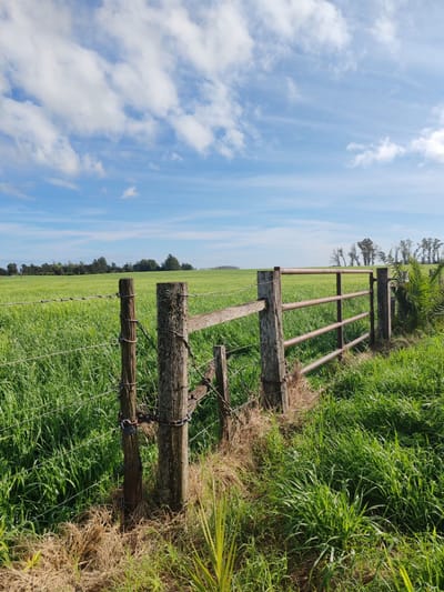 ESPECTACULAR CAMPO 90 has. AGRICOLAS EN PAYSANDU