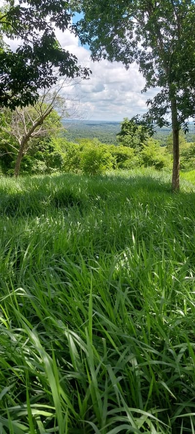 Vendo Terreno Rural de 160 Hectáreas en RI3 Corrales - Dpto. de Caaguazú