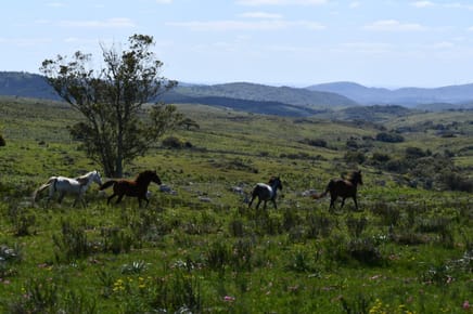 CAMPO EN LAVALLEJA