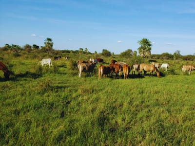 VENDO ESTANCIA EN EL CHACO