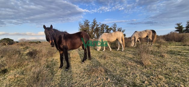 Campo en venta , 36 has.a 7 km.de Solís de Mataojo