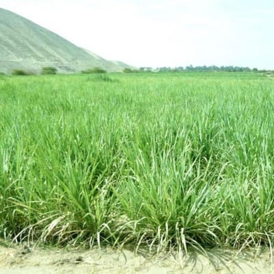 ALQUILO TERRENO AGRICOLA   HAS CHINCHA