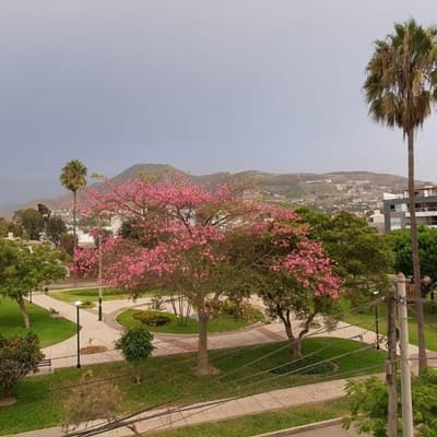 VENDO DPTO EN SURCO - CALLE ALBARICOQUES
