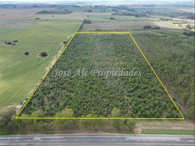 EN VENTA CAMPO DE 8 HA SOBRE RADIAL DE JUAN LACAZE, COLONIA