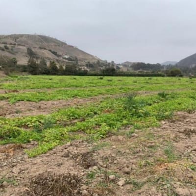 Venta Terreno Pachacamac - TOMINA Área 14000  Excelente Inversión!!