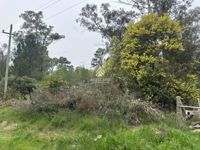 Terreno Sauce de Portezuelo 539m2