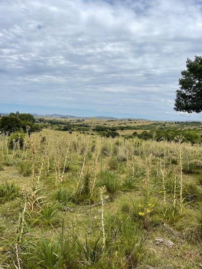 Oportunidad chacras en venta en Maldonado
