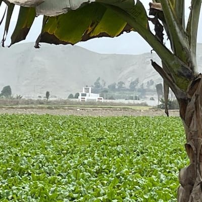 CHANCAY EXCELENTE TERRENO CERCA A MEGA PUERTO