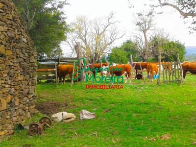 **CH101074** OPORTUNIDAD VENTA 153 Hec. Ruta 60 cerca Pan de Azúcar y planta agua Nativa