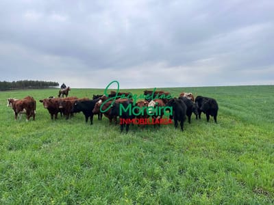 517 Hectareas agrícolas/ganaderas de ciclo completo con instalaciones en Ruta 8 Lavalleja. Oportunidad Unica!!!