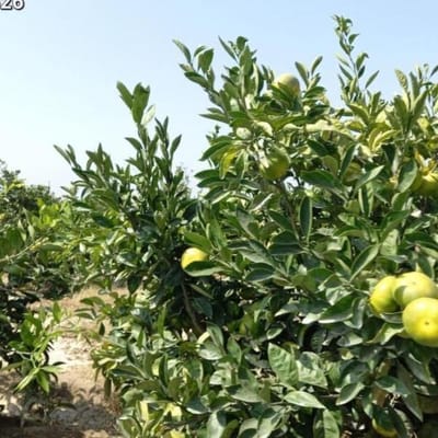 VENTA DE FUNDOS AGRICOLAS EN CHINCHA