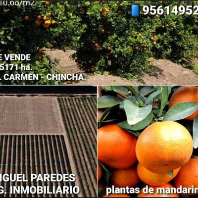 VENDO 4.5171 HA. (TERRENO AGRICOLA/CON PLANTAS DE MANDARINA)