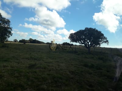 Oportunidad Venta de  Campo agricola ganadero 576 hectáreas en Rocha Laguna Merin