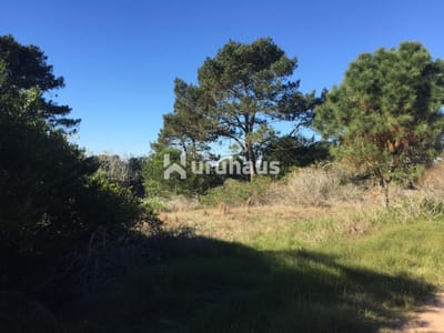 VENTA TERRENO ARENAS DE JOSE IGNACIO CALLE COMERCIAL