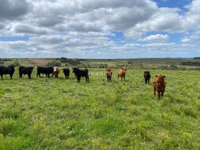 Chacra de 10 hectáreas en venta a minutos de Garzón