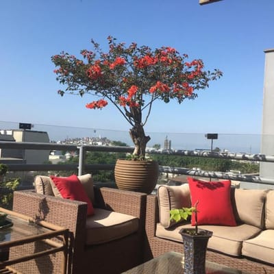 Lindo  Flat  de   m Con Terraza Precio Negociable    Surco