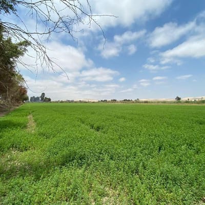 Venta de Terreno Agrcola en Pisco