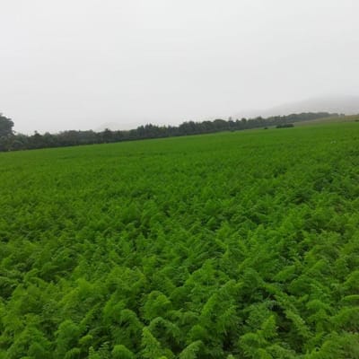 VENDO TERRENO AGRICOLA  HAS CHANCAY