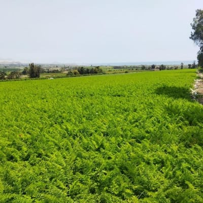 OCASION VENDO TERRENO AGRICOLA M CHANCAYLLO