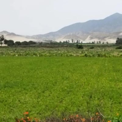 TERRENO EN VENTA  HAS EN PLENA PANAMERICANA NORTE