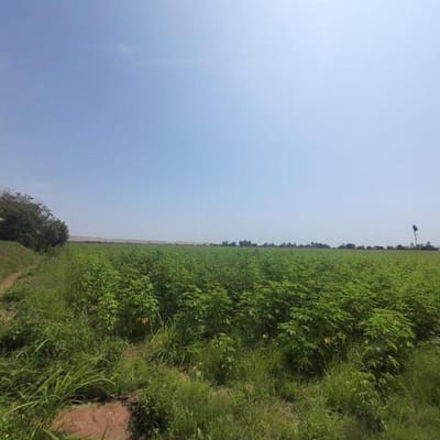 Terreno Agricola Fundo San Francisco en Chincha