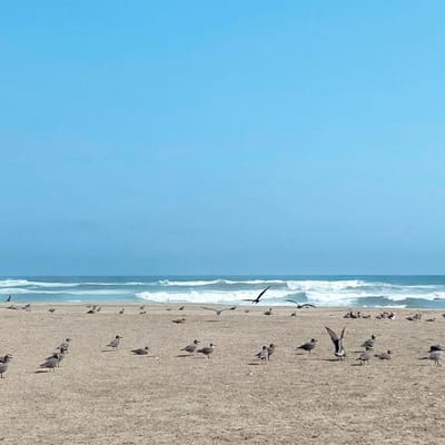 Terreno en Playa Gaviotas Km