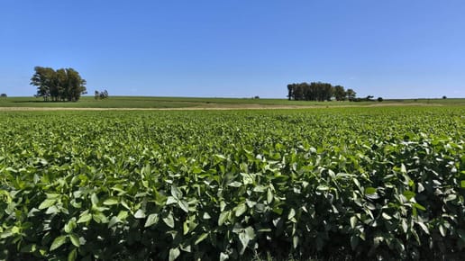Venta de Campo Agrícola en Soriano