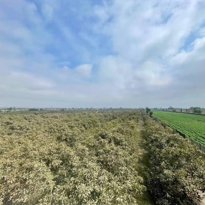 VENTA TERRENO USO AGRICOLA CULTIVO PALTA  Hectareas