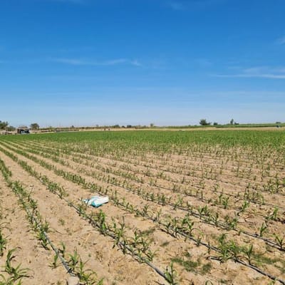 SE VENDE PARCELA EN PEDREGAL MAJES CON CASA