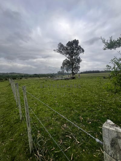 Campo 110 hectáreas en Aiguá