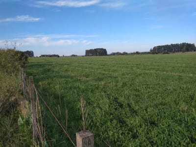 Venta Campo Productivo en Lavalleja de 26,5 hectáreas. Ruta 12 km.306