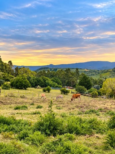 VENTA,CHACRA DE 6 HECTÁREAS,PUEBLO EDÉN, MALDONADO ,BOSQUE NATIVO, CAÑADA!