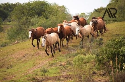 Campo en venta de 150000m2 ubicado en Pueblo Edén
