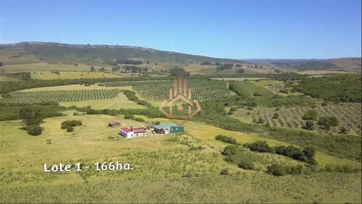 Espectacular Campo con Olivos