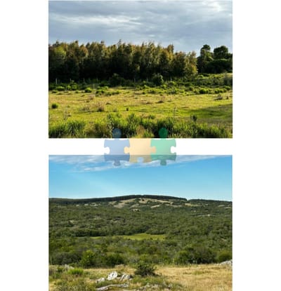 885 Has Campo Mixto Ganadero – Forestal - Ref : EQP7087