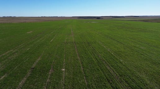 Venta Campo Ganadero Florida.