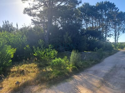 Lote de terrenos en Punta del Diablo
