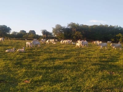 Vendo Propiedad Rural En Quiindy