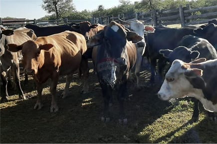 Venta - Estancia - Presidente Hayes