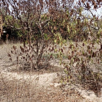 MUY BIEN UBICADO TERRENO EN CAYMA